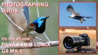 PHOTOGRAPHING BIRDS on the PANASONIC LUMIX G9 MARKii. How good is the new Animal/Eye detection AF?