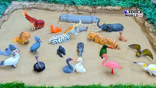 Fun Learning: Beautiful Birds Meet Big Zoo Animals in Muddy Adventure | Kidiez World TV