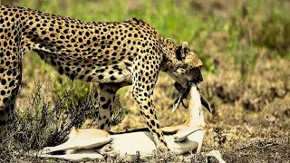 Amazing And Merciless Cheetah Coalition Attacks Caught On Camera #animalchannel #predatorvsprey