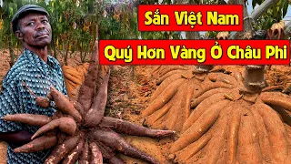 Vietnamese Cassava Is A Ginseng More Precious Than Gold Of African People