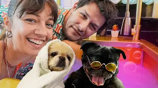 Köpeklere Tuz Banyosu Ve Muhteşem Değişimleri !