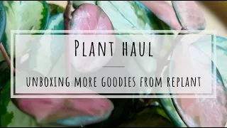 Plant Haul: unboxing my order from Replant.nl