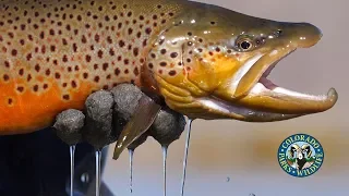 Big Brown Trout in Colorado