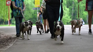 Pitbull puppies. 6 month