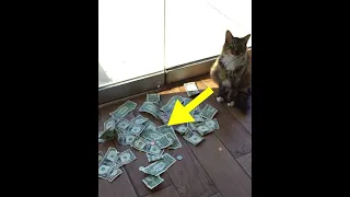 Este GATO traía mucho DINERO sin saber como, hasta que instalaron CAMARAS 🙀