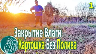 🥔 Посадка картофеля без полива в жаре и засухе ⯇1⯈ Мульчирование почвы для сохранения влаги