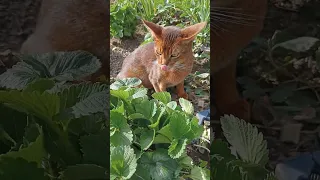 ☺️Assistant Eva loves to be in the process of caring for strawberries🍓#shortscats#shortskitty