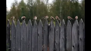 А  ГДЕ  СЕЙЧАС ТЕ  ВОРОБЬИ.... Макаровна...