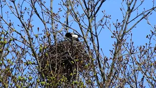 Magpie building nest