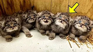 Man Finds Kittens On His Farm, Then Shocked When He Discovers They Aren't Ordinary House Cats!