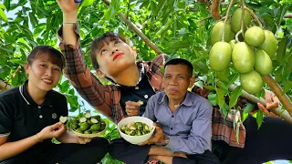 Harvest Ambarella go to the market sell - Gardening - Farm Life | Ly Thi Ly