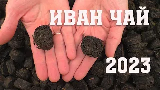 Иван-чай - 2023 готов!