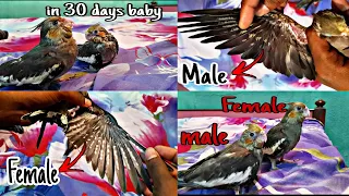 How to identify male and female difference in baby cockatiel parrot|Baby cockatiel male and female|