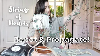 Repot and Propagate my Long SOH Plant! | Butterfly Method & Soil Propagation | Ceropegia Woodii