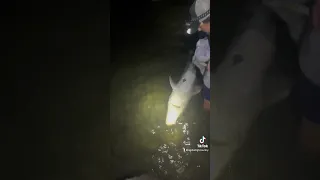 GIANT Fish Come Out After Dark!!! #crazy #explore #wow #shorts #outdoors #fishing #epic