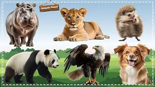 Discover the Amazing World of Animal Sounds: Hippopotamus, Lioness, Porcupine, Panda, Eagle, Dog