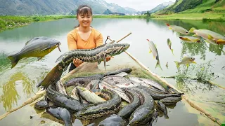 Harvesting A Lot Of Snakehead Fish Go To Market Sell - Cooking Snakehead Fish | Tiểu Vân Daily Life