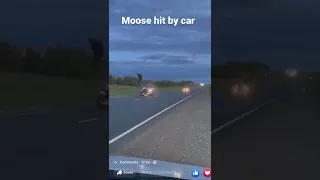 Moose hit by car #crazy #viral #viralvideo #viralshorts