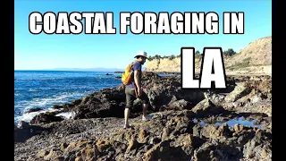 Coastal Foraging in Southern California: Differences Between SoCal vs. NorCal