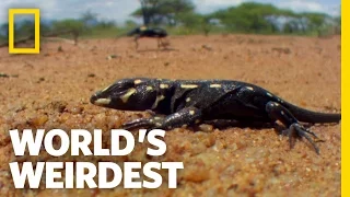 Lizard Mimics Spitting Beetle | World's Weirdest