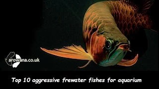 Top 10 aggressive freshwater fish for aquarium