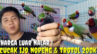 PRAMUKA GEGER ! KIOS VIRAL LAGI TURUN BURUNG IMPOR SKALA BESAR LANGSUNG DARI IMPORTIR