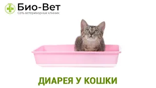 Понос у Кошки 😿// Как Лечить Диарею У Кошек // Сеть Ветклиник БИО-ВЕТ