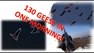 Goose hunting 2019 - 130 geese morning with SHOTKAM