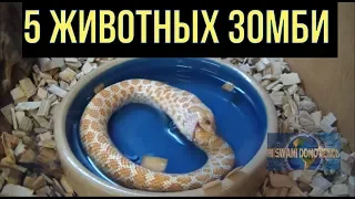 5 Животных зомби, которые живут после смерти.