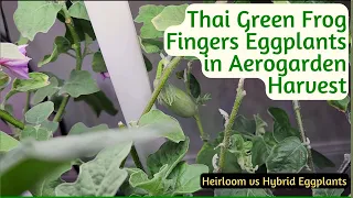 [Yay/Nay] Thai Green Frog Fingers Eggplants in Aerogarden Harvest Hydroponics, Heirloom vs Hybrid