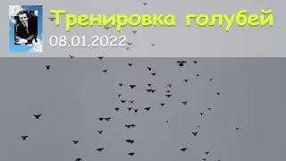 Тренировка голубей 08.01.2022 (Полная версия)