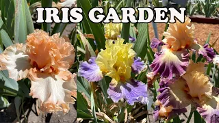 Best Iris Collection I've Seen This Spring! 🌼