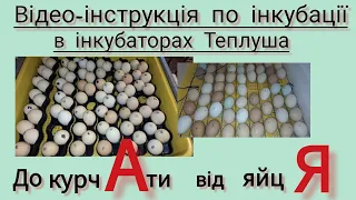 Режим інкубації курячого яйця . Відео-інструкція з інкубації в інкубаторах Теплуша. Частина 6