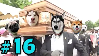 Dancing Funeral Coffin Meme - 🐶 Dogs and 😻 Cats Version #16