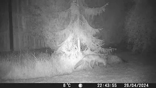 A Fox in my Garden 27 April 2024 (The date setting on my trailcam was incorrect!)