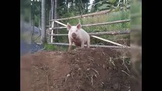 Прикол Животные Свинья танцует