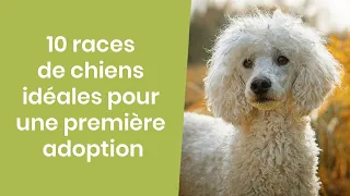 10 RACES DE CHIENS IDÉALES POUR UNE PREMIERE ADOPTION