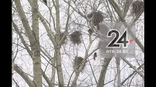 В Нижнекамске рубят деревья, на которых вороны свили гнезда