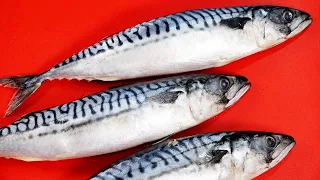 Mackerel can surprise you! Part 2 I WANT YOU to try these 5 RECIPES