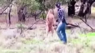 Ударил кенгуру по лицу,Man punches kangaroo in the face to save dog being strangled