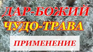 УБИВАЕТ ВСЮ ИНФЕКЦИЮ В ОРГАНИЗМЕ! И ГОНИТ ПАРАЗИТОВ.Полынь горькая. Свойства полыни, применение.