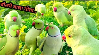 Ringnaeck parrot talking video | Alexanderine parrot sound| Tanishu Singh Miniature|@ParroTube