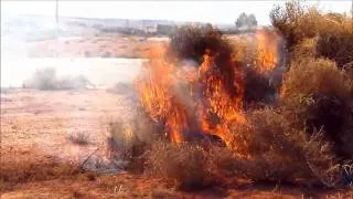 Violent Tumbleweed Wildfire