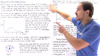 Primary vs. Secondary Immune Response