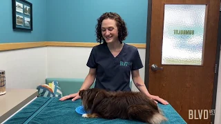 How To: Administer SubQ Subcutaneous Fluids to Your Pet