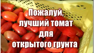 286_Пожалуй, лучший томат для открытого грунта