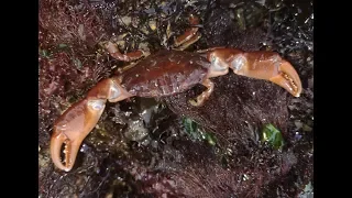 COASTAL FORAGING-THE HIDDEN SECRETS -STRANGE CREATURES