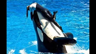 BLACKFISH - complete -sub Ita - Tilikum killer whale captivity  documentary -AWSOME