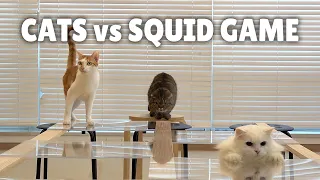 Cats vs Squid Game | Kittisaurus