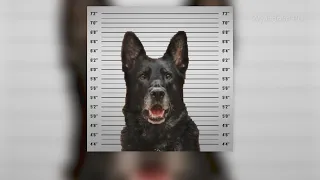 Police K9 steals co-worker's lunch, not facing any charges